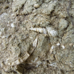 Locuri fosilifere în Caraş-Severin