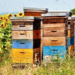 Calendarul lucrărilor apicole, pe luni