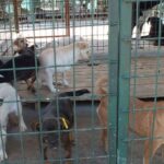 Gestionarea câinilor fără stăpân s-a lăsat cu amenzi de 46.000 de lei în primele şase luni ale anului